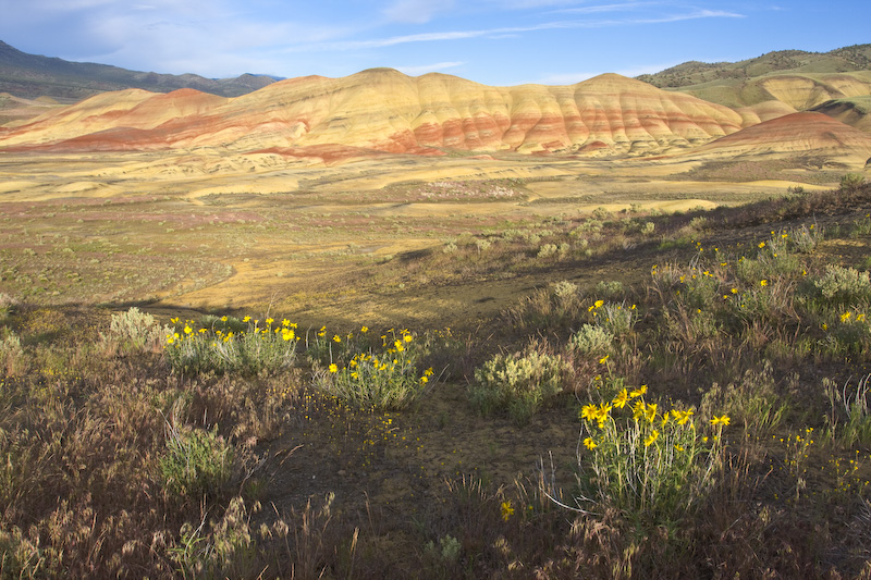 Wildflowers And The Painted Hills